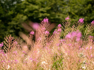 Obraz premium flowers in a field