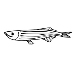 Linear sketch of a fish.Vector graphics.