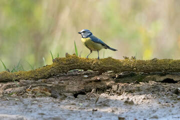 Blue Tit Feeding in Dutch garden.
