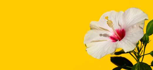 Obraz na płótnie Canvas Hibiscus flower on yellow background.