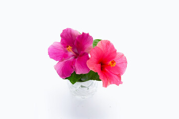 Hibiscus flower on white background.