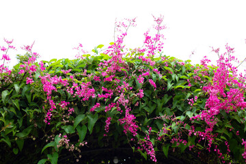 Mexican creeper, Chain of love, Coral vine. Pink flower