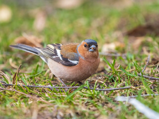 Common chaffinch, Fringilla coelebs, sits on a green lawn in spring. Common chaffinch in wildlife.