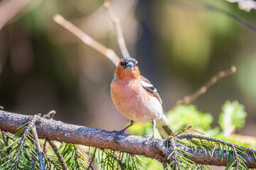 Common chaffinch, Fringilla coelebs, sits on a branch in spring on green background. Common chaffinch in wildlife.