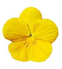 Pansy flower Isolated on Transparent Background. Viola Yellow Pansy Flower Isolated on Transparent Background.