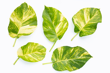 Golden pothos or devil's ivy leaves on white background.