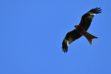 Rotmilan - red kite
