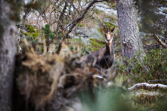 Wild chamois in mountain forest