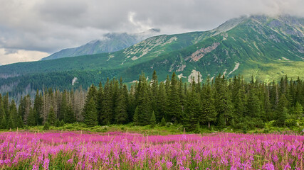 Beautiful mountain landscape. Polish mountains. Summer in the mountains.