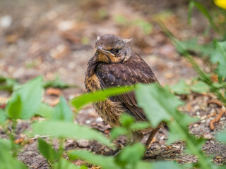 A fieldfare chick, Turdus pilaris, has left the nest and sitting on the spring lawn. A fieldfare...