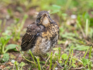 A fieldfare chick, Turdus pilaris, has left the nest and sitting on the spring lawn. A fieldfare...