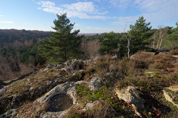 Coquibus hills in Fontainebleau forest