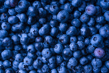 Fresh blueberry background. Texture blueberry berries close up.