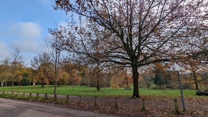 Obraz premium trees in the park