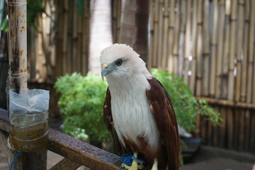 sea eagle