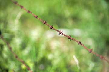 spring in the garden