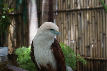 sea eagle