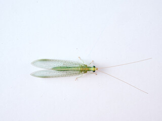 Green Lacewings on a white background. Family Chrysopidae  