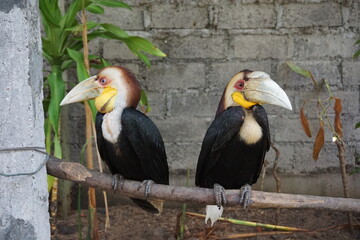 Bucerotidae birds