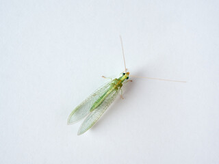 Green Lacewings on a white background. Family Chrysopidae  