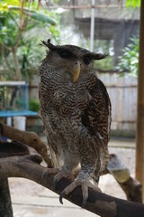 brown owl