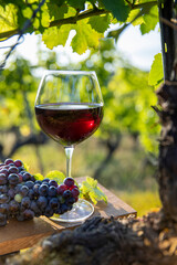 Verre de vin rouge au milieu des vignes et du raisin noir.