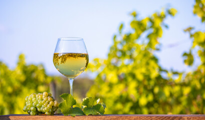 Verre de vin blanc au milieu du raisin et des vignes en France.