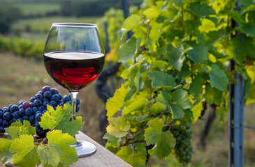 Grappe de raisin et verre de vin rouge dans les vignes avant les vendanges. - obrazy, fototapety, plakaty