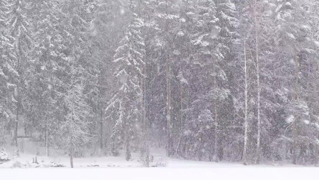 heavy snowfall against the backdrop of a snowy forest on a winter day
