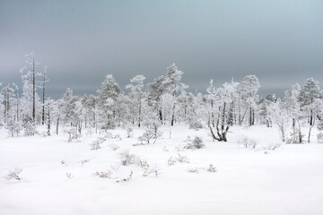 Winter landscape in the swamp.