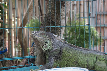 green iguanas