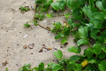 bali in the seaside view