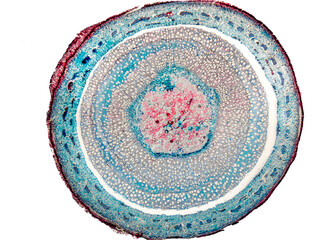 tilia stem cross section under the microscope - optical microscope x32 magnification © juancajuarez