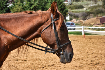 close-up portrait of a brown and young horse standing at the horse farm 