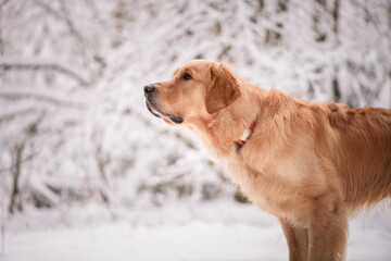 Beautiful purebred golden retriever on a cloudy winter day in the snow.