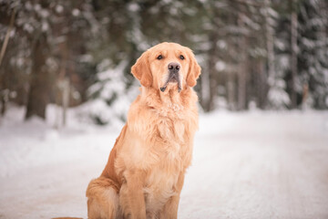 Beautiful purebred golden retriever on a cloudy winter day in the snow.