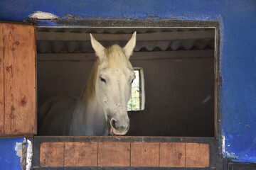 close-up portrait of a white horse standing at the horse farm looking out the window