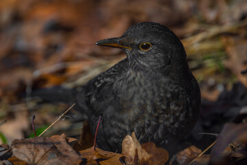 Blackbird with dry autumn leats in winter cold sunny day