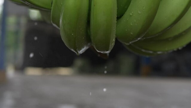  bananas verdes mojadas en c&aacute;mara lenta