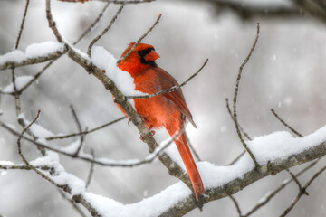Male Cardinal in the snow