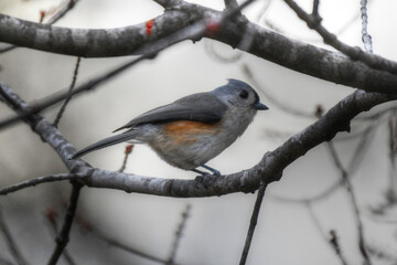 Tufted titmouse