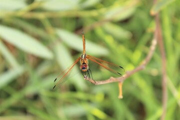 Dragonfly on a twig