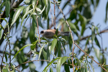 Eurasian Pendulin tit building his nest in Hungary.