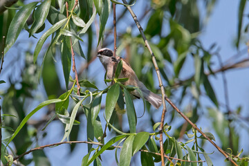 Eurasian Pendulin tit building his nest in Hungary.