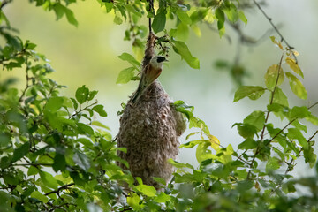 Eurasian Pendulin tit building his nest in Hungary.