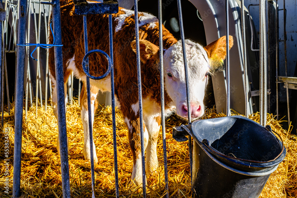 Poster nice calf in a cage