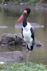 Saddle-billed Stork