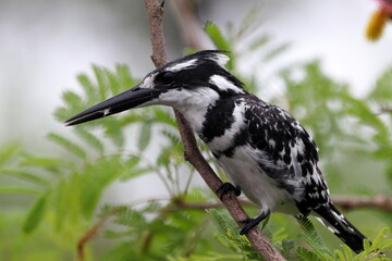 Pied Kingfisher