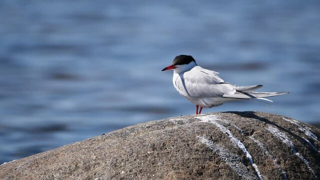 tern on the beach stone