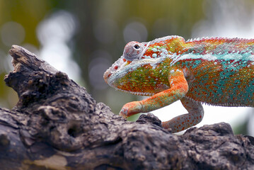 The panther chameleon (Furcifer pardalis) on a tree branch